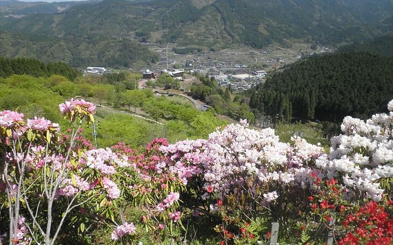 🌸 별꽃 공원(호시노하나 코엔)